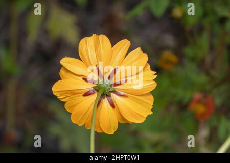 Yellow golden Gerbera flower shot from the back Stock Photo