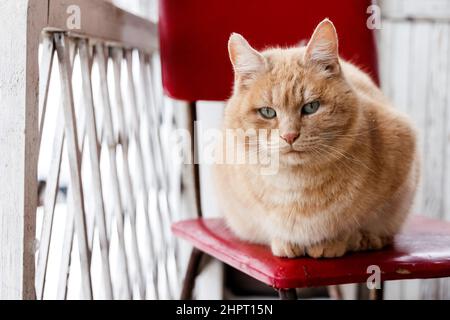 Calm red cat is sitting on chair on veranda of house Stock Photo