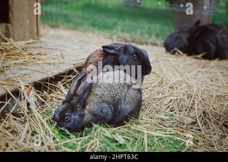 Black rabbits family eating hay outdoors Stock Photo