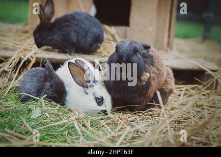 Family of rabbit eating hay outdoors Stock Photo