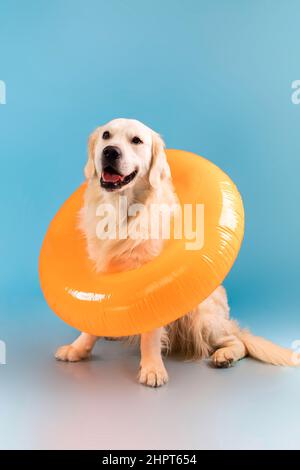 Portrait of cute healthy dog posing in swim ring Stock Photo