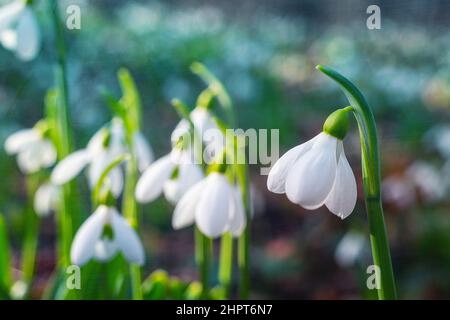 Beautiful white blooming snowdrops on the forest floor Stock Photo