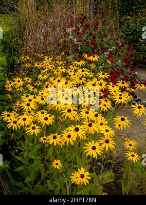 Rudbeckia Goldsturm commonly know as Black Eyed Susan growing in a UK garden. Stock Photo