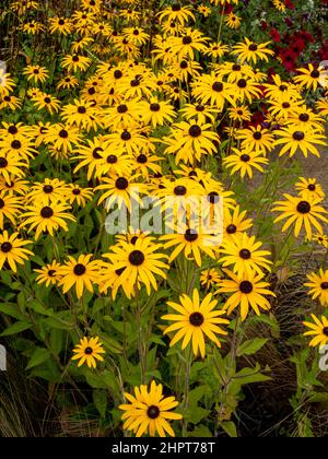 Rudbeckia Goldsturm commonly know as Black Eyed Susan growing in a UK garden. Stock Photo