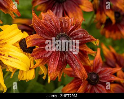 Bronze coloured flowers of Rudbeckia hirta autumn colours. Commonly known as Black-eyed Susan, after a rain shower. Stock Photo