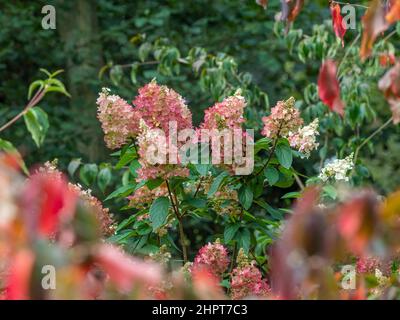Hydrangea Paniculata Strawberry Sundae in flower in a UK garden. Stock Photo