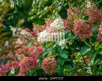 Hydrangea Paniculata Strawberry Sundae in flower in a UK garden. Stock Photo