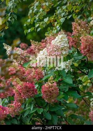 Hydrangea Paniculata Strawberry Sundae in flower in a UK garden. Stock Photo