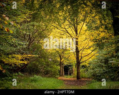 UK woodland path under a canopy of golden leaves in autumn. Stock Photo