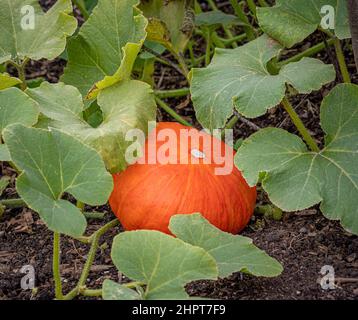 Pumpkin growing in a UK garden. Stock Photo
