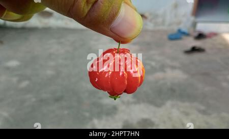 Eugenia uniflora, or also known as the pitanga, Suriname cherry, Brazilian cherry, Cayenne cherry and Indonesian call it dewandaru. Stock Photo