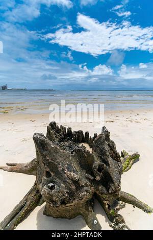Beautiful landscape of a broken tree trunk near the roots on a beautiful beach with blue sky day. On Camboa beach, Ipojuca - PE, Brazil. Stock Photo