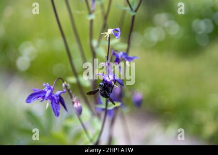 A big blue wood bee collects pollen on a purple flower. Stock Photo