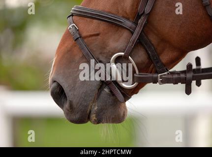 Portrait chestnut gelding horse in bridle. Horse is eating. Digestion closeup of the head of a calm horse. Equestrian competition show. Green outdoor Stock Photo