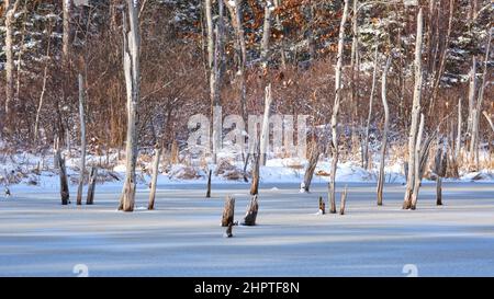 winter scene of dead tree stumps out on frozen lake with snowy bushes in background Stock Photo