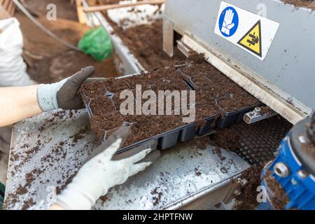 Automatic soil distributor and potting machine use in the greenhouse Stock Photo