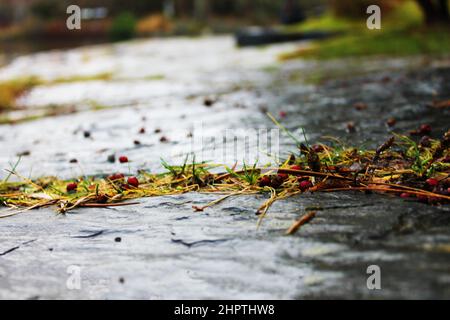 Close-up of grass growing between stones on a stone walkway. Small, red berries in the grass and on the walkway. Stock Photo