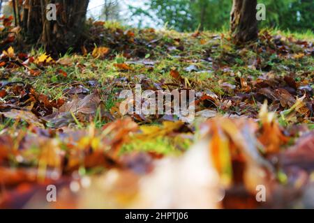 Close-up of autumn leaves on the grass below two trees, ground level. Leaves in foreground out of focus. Stock Photo