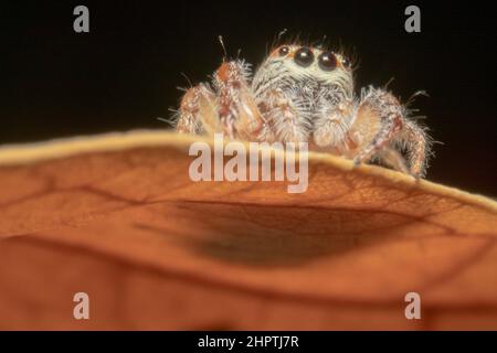 Brown and white jumping spider shot from the bottom of a leaf Stock Photo