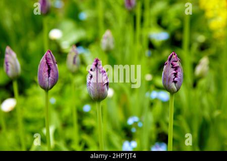 Unopened buds of purple tulips on a green flower bed in the park Stock Photo