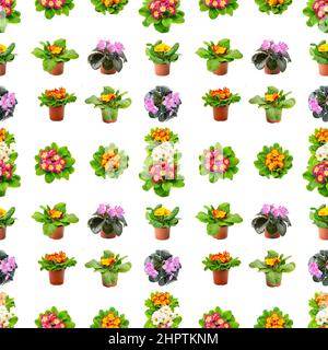 Large seamless pattern bright fresh violets isolated on white background. Stock Photo