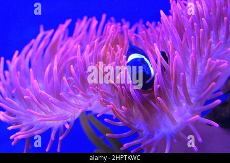 Scenic impressions from renowned Waikiki beach in Honolulu, Oahu HI Stock Photo