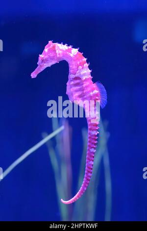 Scenic impressions from renowned Waikiki beach in Honolulu, Oahu HI Stock Photo