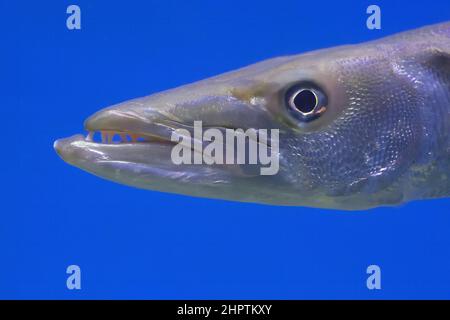 Scenic impressions from renowned Waikiki beach in Honolulu, Oahu HI Stock Photo