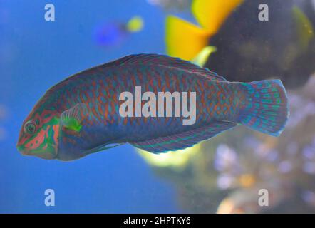 Scenic impressions from renowned Waikiki beach in Honolulu, Oahu HI Stock Photo