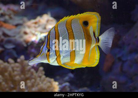 Scenic impressions from renowned Waikiki beach in Honolulu, Oahu HI Stock Photo