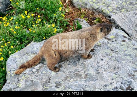 Marmot pile store