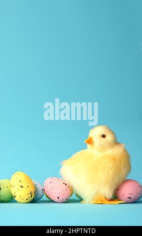 Easter eggs and yellow chick on a blue background. The minimal concept. Easter card. Stock Photo