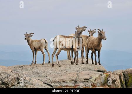 Wild Mountain Goats or Rocky Mountain goat, Along the Rocks and Mountain Sides of the Colorado Rocky Mountains in the United States Stock Photo