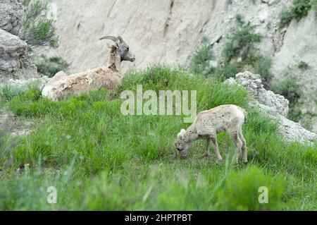 Wild Mountain Goats Resting along the Rocks in the Badlands National Park, South Dakota in the United States. Stock Photo