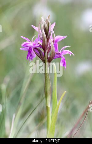 Pugsley's Marsh Orchid, Dactylorhiza traunsteinerioides, The Burren, Ireland Stock Photo