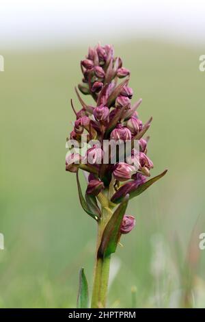Frog Orchid, Dactylorhiza viridis, Shetland, Scotland, UK Stock Photo