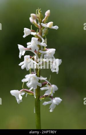 Chalk Fragrant Orchid, Gymnadenia conopsea, var alba, Hampshire, England, UK Stock Photo
