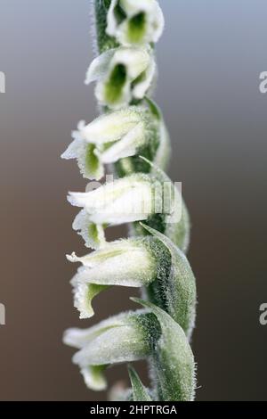 Autumn Lady's-tresses, Spiranthes spiralis, Isles of Scilly, England, UK Stock Photo