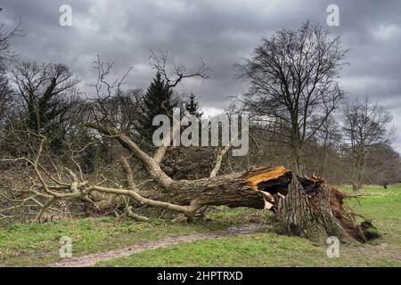 Fallen tree in a public park in Hertfordshire, England felled after strong winds Stock Photo