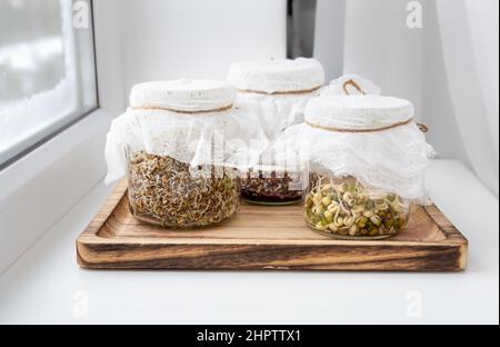 Various seed sprouts growing in glass jars, healthy vitamin rich food snack. Lucerne or Alfalfa, mung bean sprouts, broccoli sprouts seeds in jars. Stock Photo