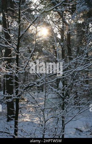 Snow landscape in the Staatsbossen in Sint Anthonis, Noord Brabant, The Netherlands, Europe. Stock Photo