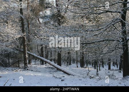 Snow landscape in the Staatsbossen in Sint Anthonis, Noord Brabant, The Netherlands, Europe. Stock Photo
