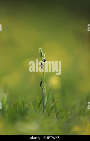 Fly Orchid, Ophrys insectifera, with beetle, Kent, England Stock Photo