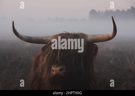 The head of a Scottish highlander up close in dense fog. Stock Photo