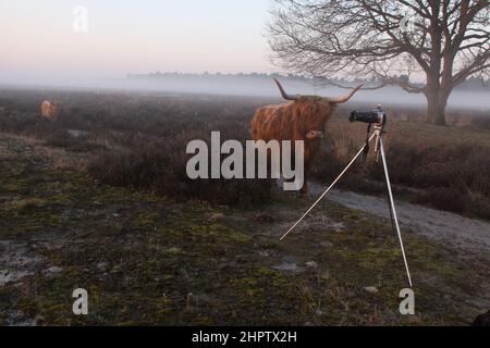 A Scottish highlander looks closely at the camera on a tripod, in a foggy moorland landscape. Stock Photo