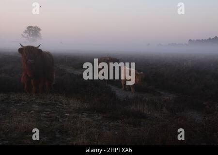 Scottish highlander with her two calves in a foggy heath landscape. Stock Photo