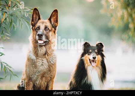 Alsatian Wolf Dog And Tricolor Rough Collie Sitiing Together In park. Funny Scottish Collie, Long-haired Collie, English Collie, Lassie Dog Stock Photo