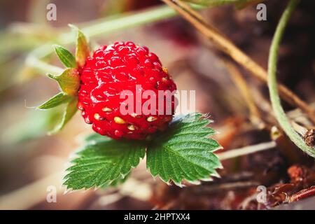 Close-up of growing red ripe wild strawberry (Fragaria vesca) on stem in forrest. Detail of fresh fruit with green leaves. Organic farming, healthy fo Stock Photo