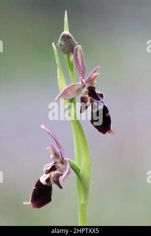 Fly x Woodcock Orchid, Ophrys x nelsonii, Dorset, England Stock Photo