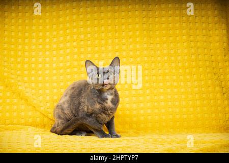 Funny Young Adult Gray Grey Devon Rex Cat. Short-haired Cat Of English Breed On Yellow Plaid Background. Shorthair Pet Cat Tongue. Copy Space Stock Photo